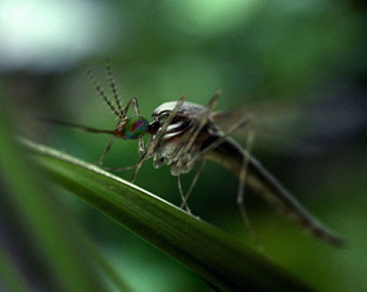 Xbox ‘Mosquito’ TV ad